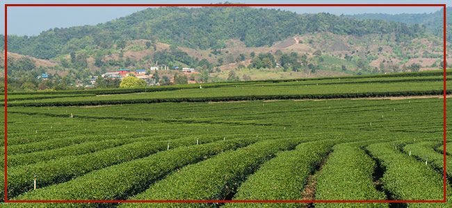 KNH Biotech Co., Ltd. organic botanical farming base